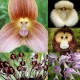 Majom orchidea magok - 20 db