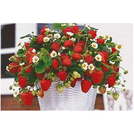 Cserepes eper magok - 200 db