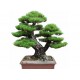 Japán PINE TREE Bonsai mag