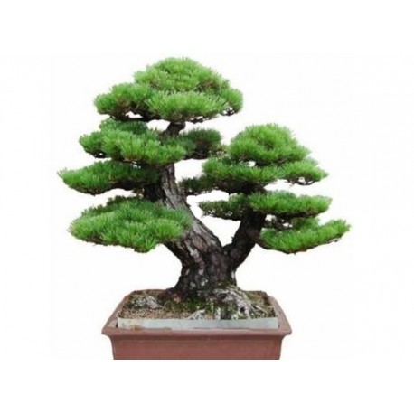 Japán PINE TREE Bonsai mag